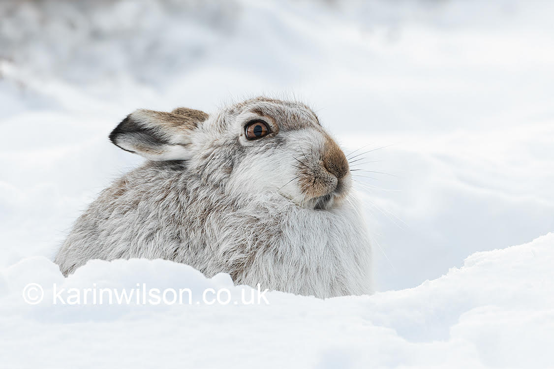 Mountain Hare Hunkered Down