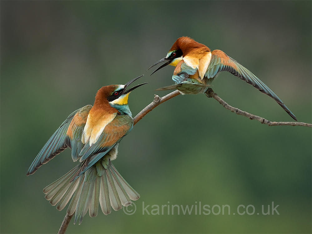 Bee-eaters Dispute