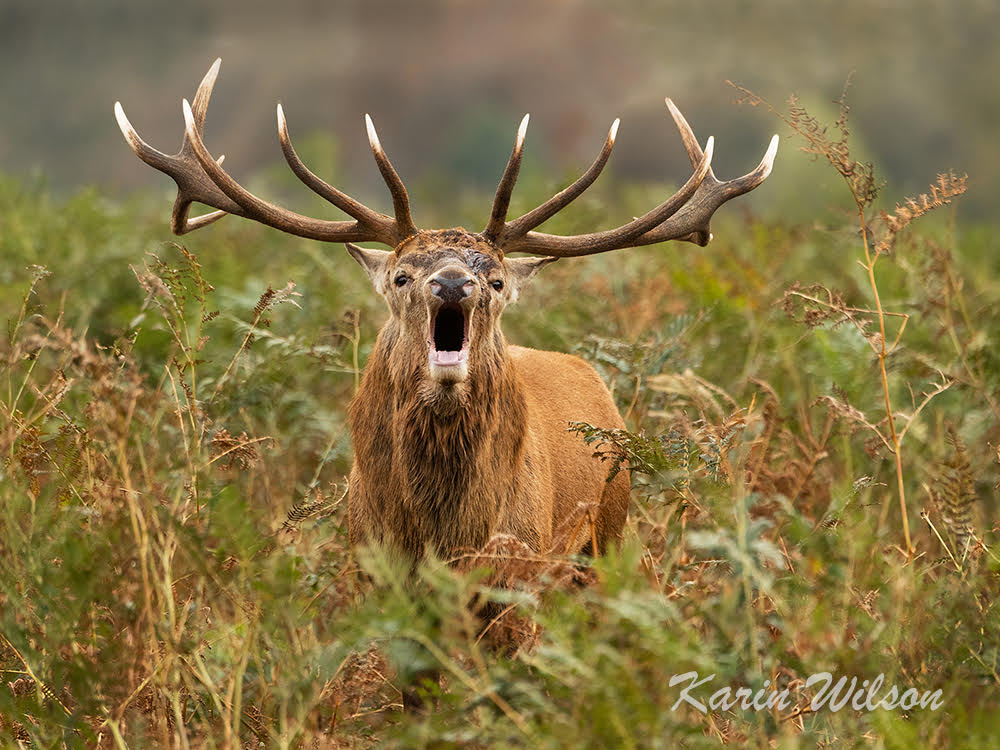 Red Deer Bellowing