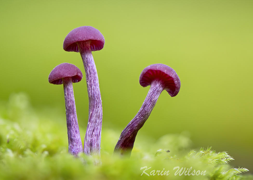 Amethyst Deceiver on Rotting Log