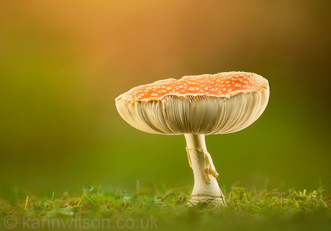 Fly Agaric in New Forest Undergrowth