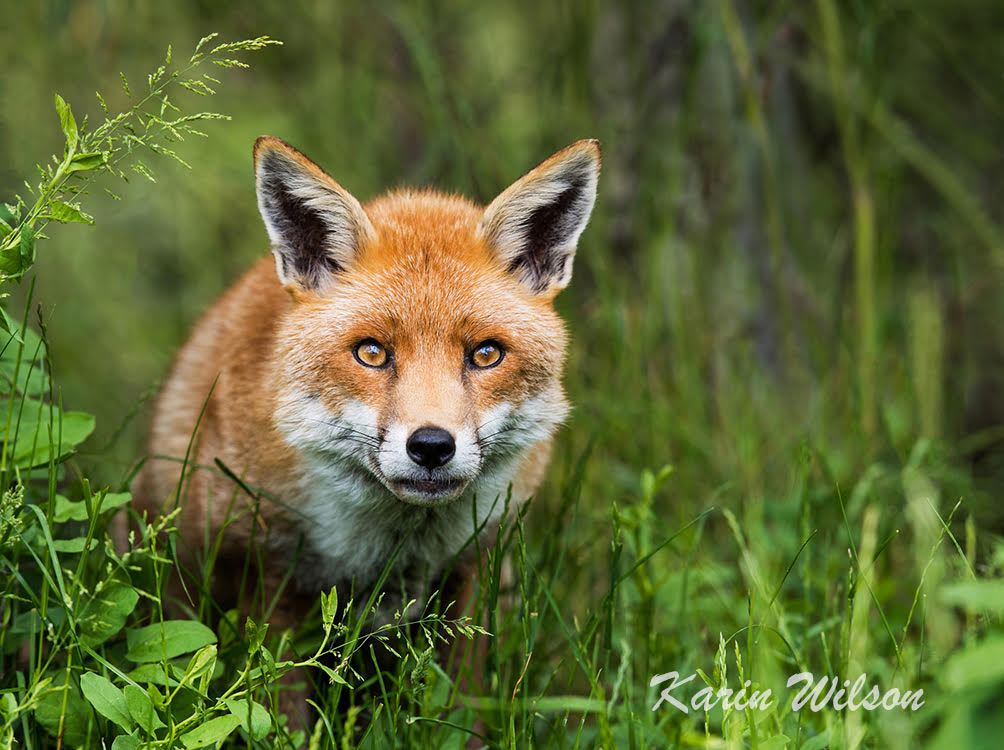 Red Fox Alert