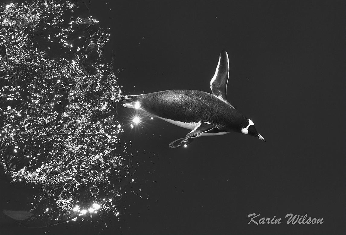 Gentoo Leaping